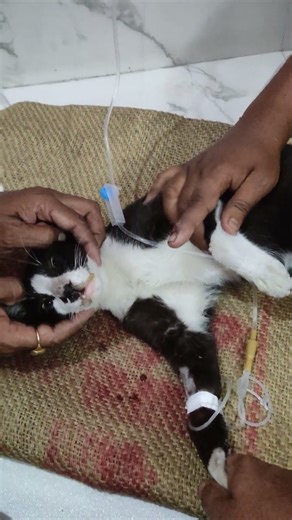 leukopenia virus treatment 💉💉 #cat #animals #saveanimals #viral #youtubeshorts