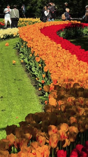 Full Bloom at Keukenhof 2026 🌷