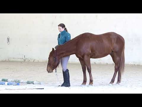 Teach Your Horse to Relax - Relaxation Techniques for Horses