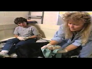 That's My Baby - Hana (black Labrador)