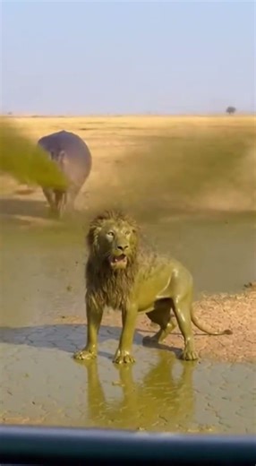Lion Chases Hippo Biting Tail - Gets SPRAYED - Stands STUNNED! 🤮 #viral #lion #hippo #funny