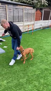 Lead walking made simple | Southend Dog Training