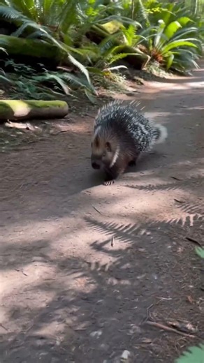 Close Encounter With a Curious Porcupine on a Forest Trail.#porcupine #wildlifeencounter #forestwalk