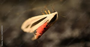 Insect Bug on the Leaf