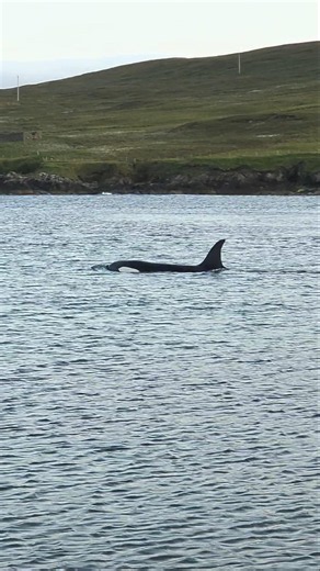 Close encounter with the 27s #orca #killerwhales #closeencounter #shetland #scotland