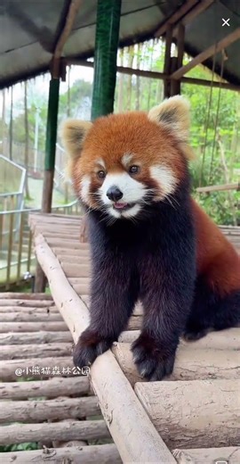 Meet Yuanyuan the Adorable Red Panda