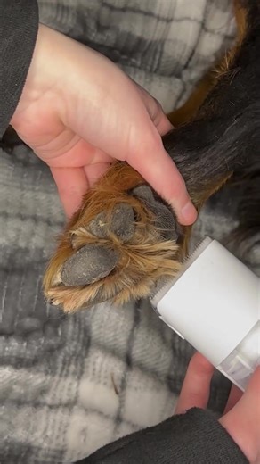 15K views · 85 reactions | Labor Day Sale is Here!  Get an extra 20% OFF the Uproot Grooming Kit with code LABOR20. This kit has everything you need for stress-free pet grooming at home, no more messy, costly trips to the groomer. Take advantage of this limited-time offer and make grooming days easier for you and your pet! ➡️ https://uprootclean.com/discount/labor20?redirect=/products/uproot-pet-grooming-kit-7-in-1-mess-free | Uproot Clean | Facebook