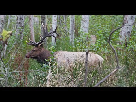 Male Elk Bugling at Dawn at Point Reyes
