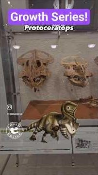 Protoceratops Growth Series: Hatchling to Adult #Protoceratops