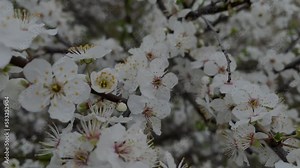 Flowering plum branches close-up. White plum blossoms bloomed in spring. Beautiful natural background