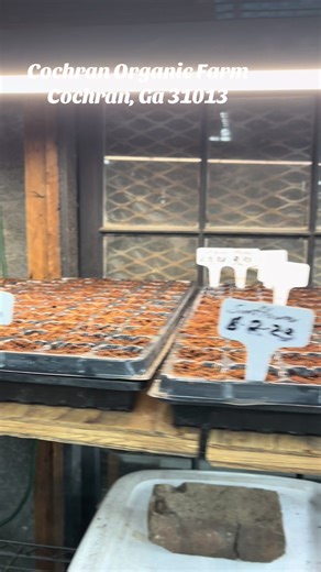 Antonio Cara (@nino.cara)’s videos with Only The Strong Survive - Single Version - Jerry Butler