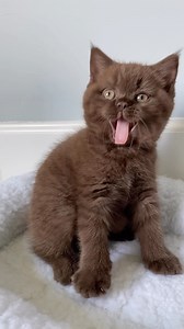 340K views · 133K reactions | Not a fun time fur sure  #mikaandmocha | Mika and Mocha | Facebook