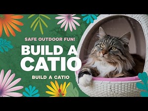 Build a catio for your cat to enjoy the outdoors safely