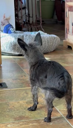 #mrpumpernickel #chinesecrested #hairlessdogs #dogsoftiktok Sweet Revenge when the girls are outside and I think no one is watching…I do bad things to their bed and hide their toys…