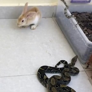 Big Python Swallow Whole Poor Rabbit | ECG The Jesus Nation Church - Mthatha Branch