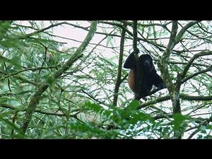 Howler Monkey sounding off in Costa Rica