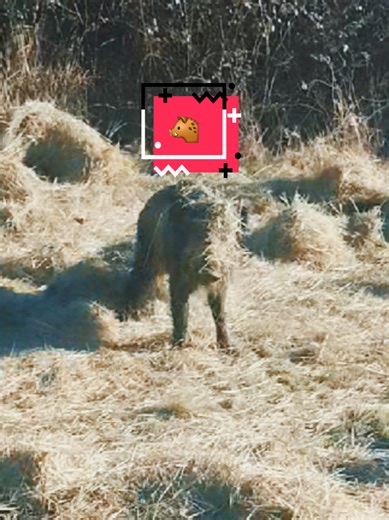 Aventures à la ferme : le sanglier et les brebis