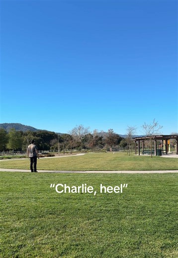 Guess what just got added to the what-to-work-on training list?! You guessed it…holding long distance downs!!! 🫠 The anticipation to break the down has tipped too far in the wrong direction so its back to work on it we go! Recording training sessions is such a game changer 🎥 🎞️ 🐾 . . . #dogtraining #aussiedoodle #aussiedoodlesoftiktok