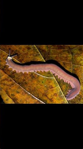 This 500-Million-Year-Old Creature Hunts with Slime! 🪱