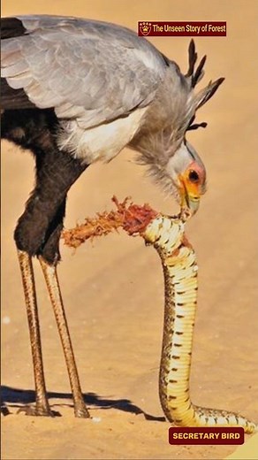 Meet the Secretary Bird: Africa's Snake-Stomping Raptor. #SecretaryBird #SagittariusSerpentarius