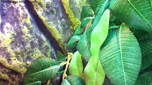 15K views · 1.1K reactions | Dangerous Animals of Australia - Amphibian Edition! | Stickyfrogs | Facebook