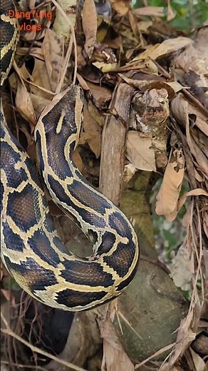 The python Gang Trấn, the forest stole chicken eggs