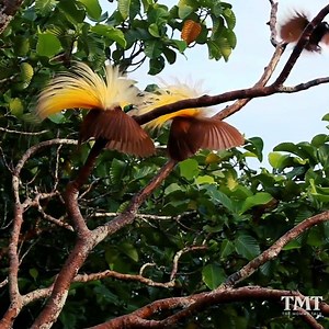 😍Super Beautiful Birds & The Sound^^😍 | The Mommy Talk