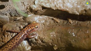 14K views · 172 reactions | 年聯 Many salamanders are ambush predators....