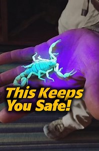 Did you know scorpions glow in UV light? 🦂 Their blue-green shine is a natural defense that helps them detect UV rays. Essential knowledge for anyone camping in scorpion country! #ScorpionFacts #CampingSafety #WildlifeScience | Animal Doozy