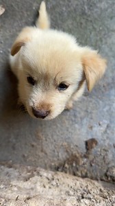 4.7M views · 198K reactions | Just a baby with big dreams ✨ #puppies #cute_puppy | Nour-eddine Ibbou - نورالدين إيبو | Facebook