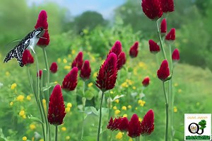 1,000  Mammoth Red Clover Seeds – Trifolium Pratense Flower & Pollinator Legume - Etsy