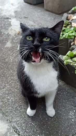 cat video 自宅に来た猫に釣られて来た猫（黒白）の動画 20251223 013■音声あり 縦画面 黒白、壁に隠れてまろんを見る。まろんは物置上で警戒中。 #cat #cute #猫