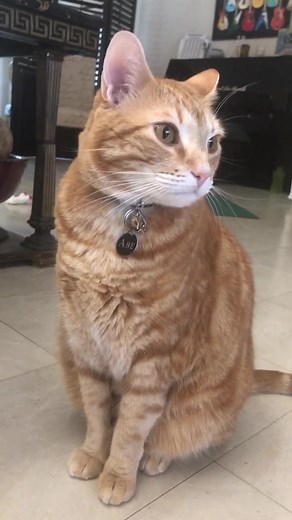 perfection , thank you #johnlennon #catsoftiktok #cats #jewishcat #kittylitty #fypシ #foryou