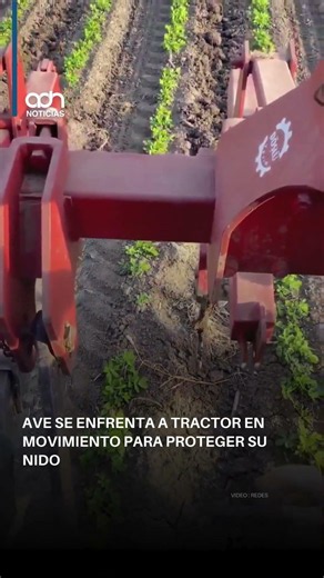 ¡Instinto de supervivencia! Ave se para frente a una máquina gigante para proteger su nido