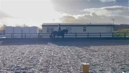 Looking for a lease home . Show riding type / partbred mare. Cat has been here 3 weeks and is learning all the time , beautiful moving and good conformation. Shown in hand to a high level: will be ready for the early novices class , sure to go far . The breeder would like her shown then wants her back to breed from : looking for a lovely home for this super mare: pm me :: | Sarah Walker