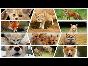 Πώς κάνουν τα ζώα: Ο ΗΧΟΣ ΤΗΣ ΑΛΕΠΟΥΣ!