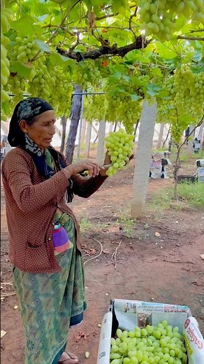 Sweet Green Grapes Harvest by Grandma | Pure Organic Farming