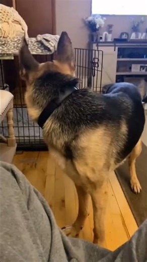 dogs talking videos part 1