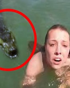 29 Stupid Animal Situations That Challenged Humans Caught On Camera 🦏vs🤴 | Best Video