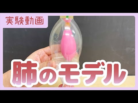 【実験動画】肺のモデル