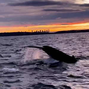 ✨ Deliver a successful and memorable incentive at ICC Sydney, the heart of Sydney's academic, cultural and technology precincts and in close proximity to offering unique, once in a lifetime experiences. From May to November each year, more than 40,000 humpback and southern right whales make their way along Sydney's coastline. 🐋 Add whale watching to your itinerary and observe these amazing but vulnerable water creatures. 🔎 For more information: https://www.sydney.com/things-to-do/nature-and-pa