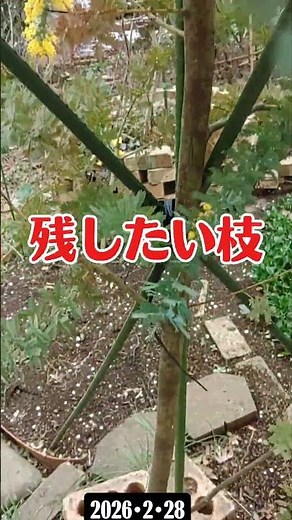 ②【The secret to making mimosa bloom is insects and pruning】 #mimosa