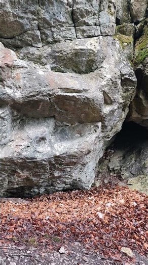 Live Nature - Moments in the Forest / Spring / Ambience / Relax