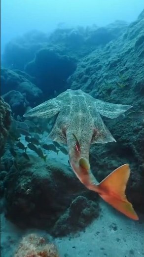 Angel Shark