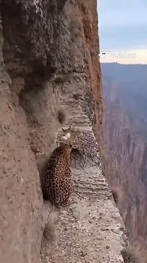 It's all about protecting their children.🥺 #protection #love #mom | loveonly.ai