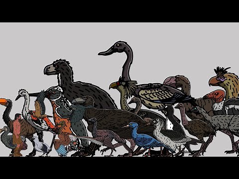 Size Comparison: Prehistoric Extinct Birds.
