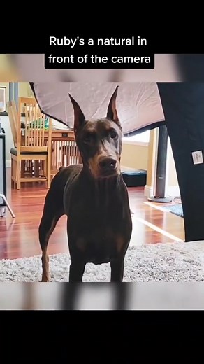 she's been a natural in front of the camera since she was a puppy 😁😁 | Rubydoobydo