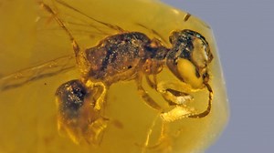 Insect Trapped In 100-Million-Year-Old Amber Is Oldest Primitive Bee With Pollen Ever Found