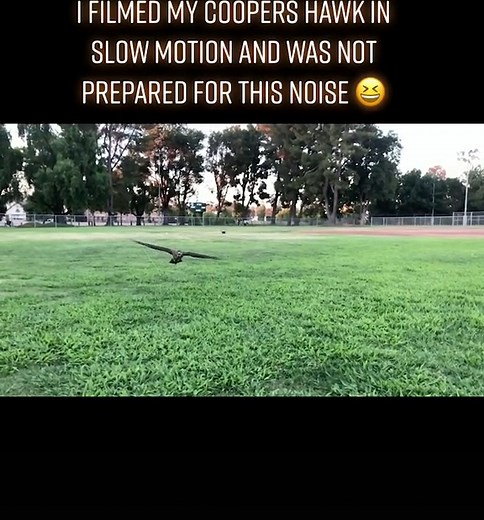 Captivating Slow Motion Coopers Hawk Sound
