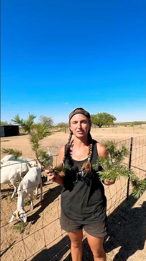 Alternative Parasite Cleanser For Goats #farming #goat